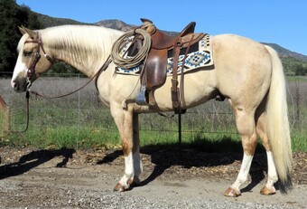 "AWESOME BEAU JANGELS" Palomino Gelding Paint