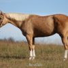 "AWESOME BEAU JANGELS" Palomino Gelding Paint