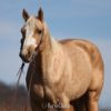 California "AWESOME BEAU JANGELS" Palomino Gelding Paint
