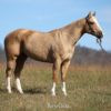 "AWESOME BEAU JANGELS" Palomino Gelding Paint - Paint in California