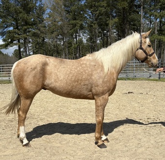 "Hayes" Palomino Gelding Quarter Horse