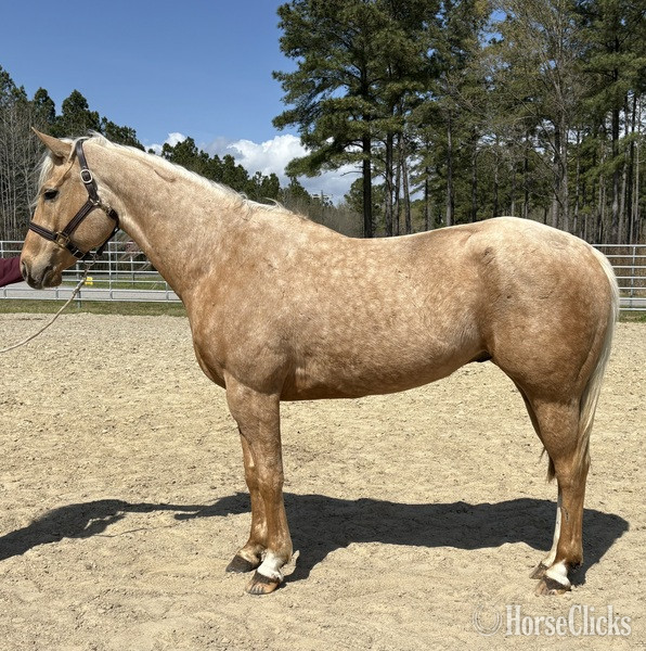 "Hayes" Palomino Gelding Quarter Horse
