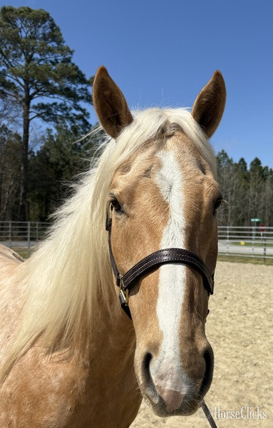 North Carolina "Hayes" Palomino Gelding Quarter Horse