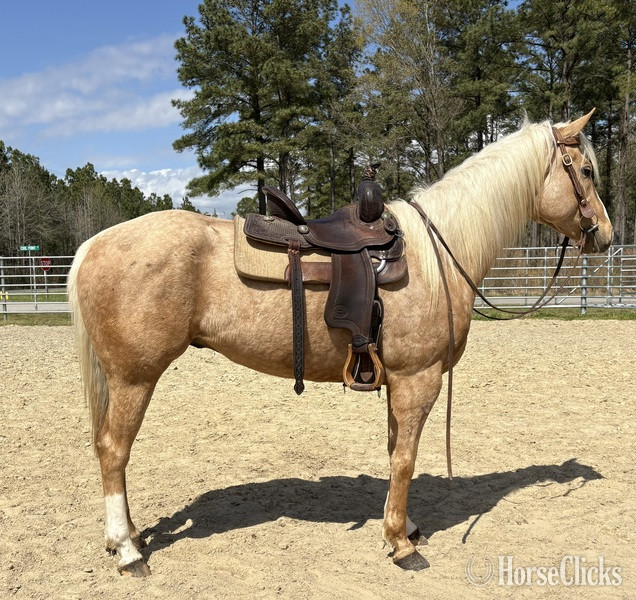 "Hayes" Palomino Gelding Quarter Horse - Quarter Horse