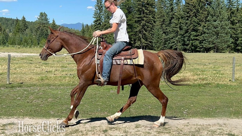 "Sultans Bussarah " Chestnut Mare Arabian in Montana