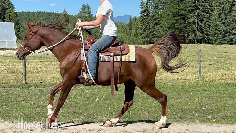 "Sultans Bussarah " Chestnut Mare Arabian