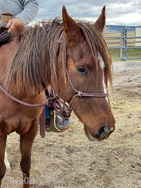 Montana "Sultans Bussarah " Chestnut Mare Arabian