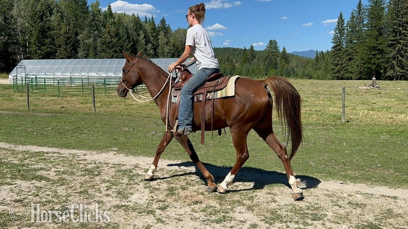"Sultans Bussarah " Chestnut Mare Arabian - Arabian