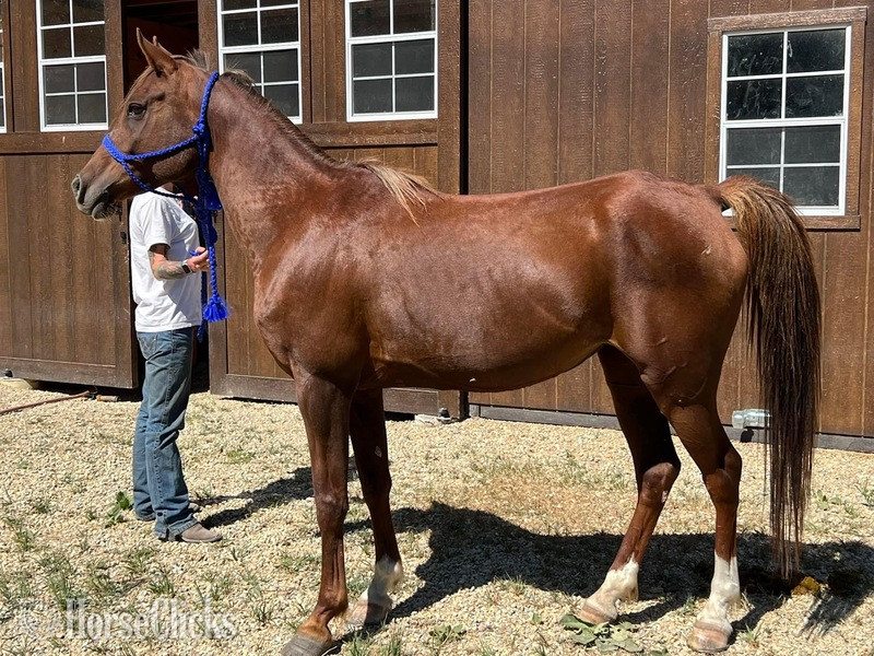 "Sultans Bussarah " Chestnut Mare Arabian Montana