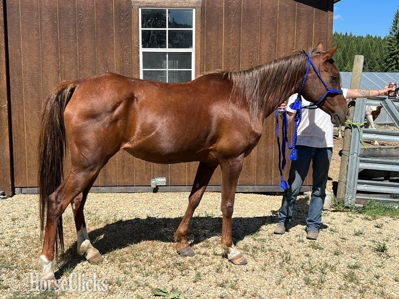 Arabian - "Sultans Bussarah " Chestnut Mare Arabian in Montana