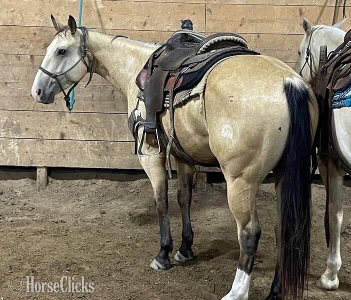"Trigger" Buckskin Gelding Quarter Horse in Texas