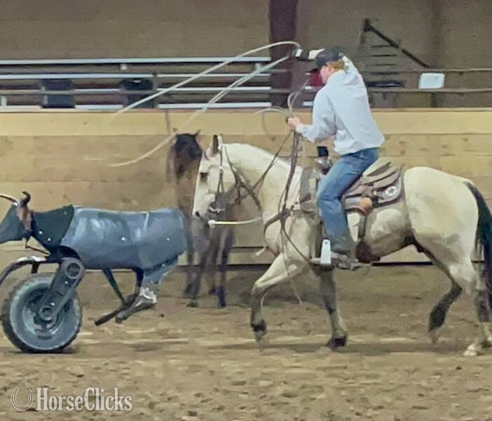"Trigger" Buckskin Gelding Quarter Horse - Quarter Horse in Texas
