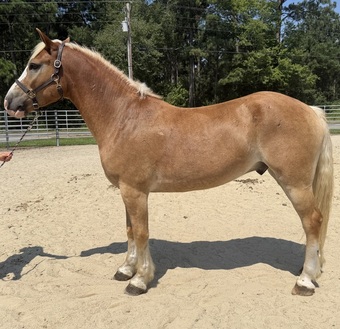 "Bumper" Sorrel Gelding Haflinger