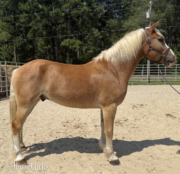 "Bumper" Sorrel Gelding Haflinger