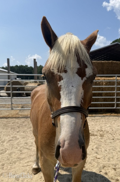North Carolina "Bumper" Sorrel Gelding Haflinger