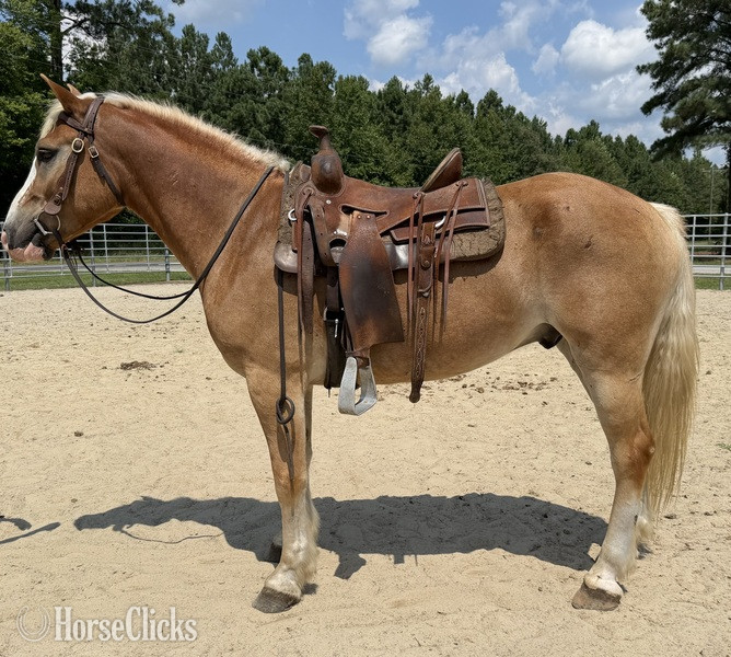 "Bumper" Sorrel Gelding Haflinger - Haflinger in North Carolina