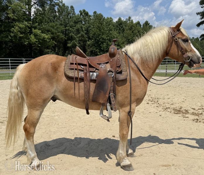 "Bumper" Sorrel Gelding Haflinger - Haflinger
