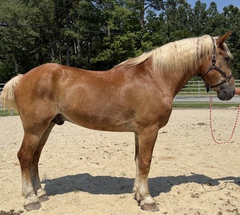 "Sorrel" Sorrel Gelding Belgian