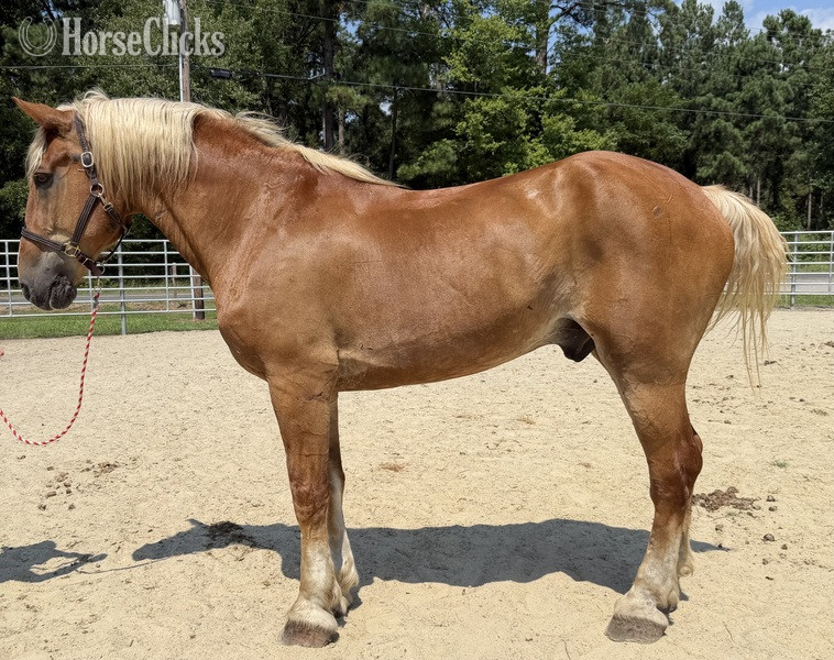 "Sorrel" Sorrel Gelding Belgian