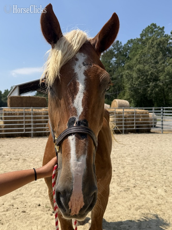 North Carolina "Sorrel" Sorrel Gelding Belgian