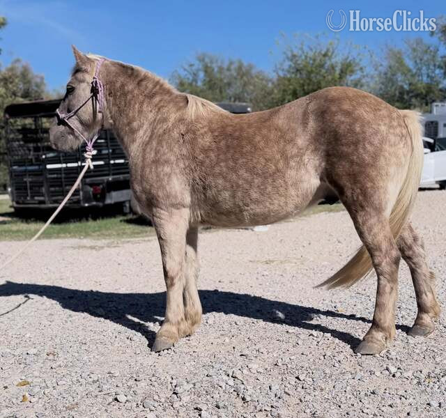 "JavaChip" Silver Dapple Gelding Quarter Pony in Texas
