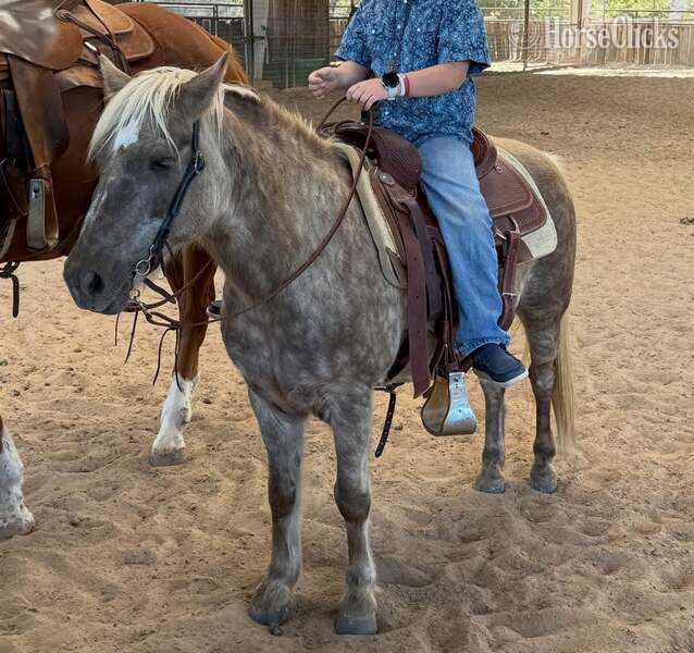 "JavaChip" Silver Dapple Gelding Quarter Pony