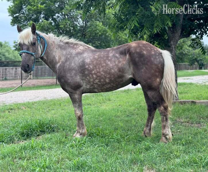 Texas "JavaChip" Silver Dapple Gelding Quarter Pony