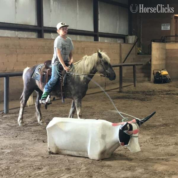 "JavaChip" Silver Dapple Gelding Quarter Pony - Quarter Pony in Texas