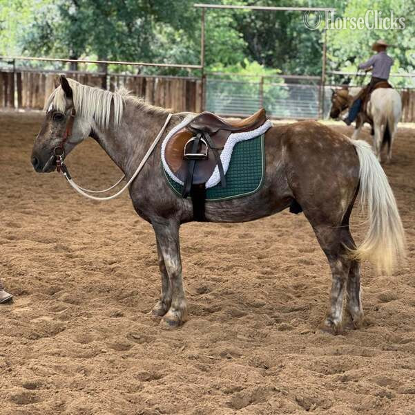 "JavaChip" Silver Dapple Gelding Quarter Pony - Quarter Pony