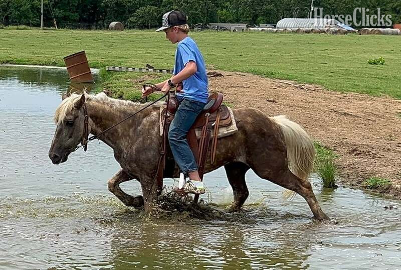 "JavaChip" Silver Dapple Gelding Quarter Pony Texas