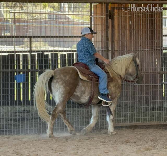 Quarter Pony - "JavaChip" Silver Dapple Gelding Quarter Pony in Texas