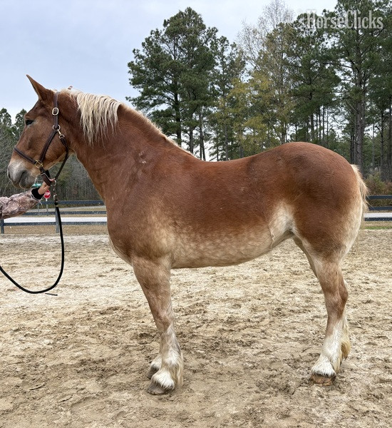 "Belgian " Sorrel Mare Belgian in North Carolina