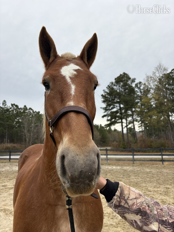 "Belgian " Sorrel Mare Belgian - Belgian