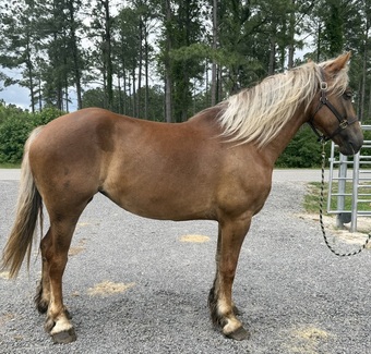 "Draft" Sorrel Mare Draft
