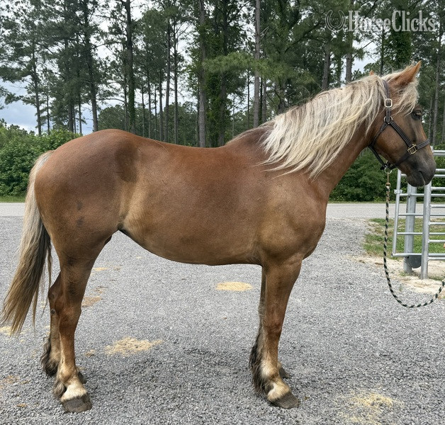 "Draft" Sorrel Mare Draft in North Carolina