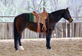 "Holly" Bay Mare Quarter Horse