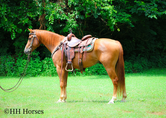 "COLT .45" Sorrel Gelding Quarter Horse