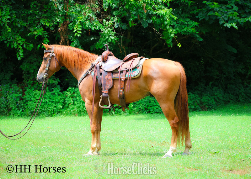 "COLT .45" Sorrel Gelding Quarter Horse in Kentucky