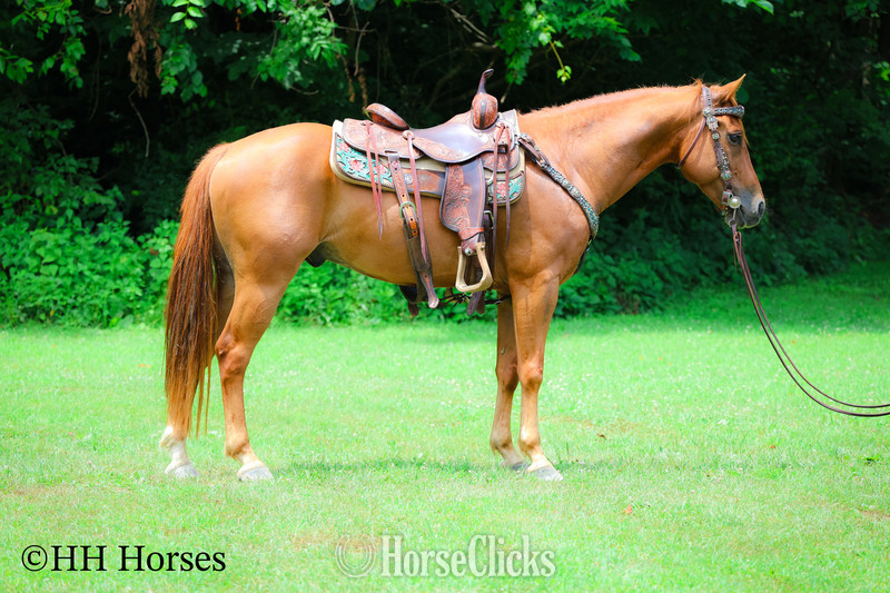 "COLT .45" Sorrel Gelding Quarter Horse