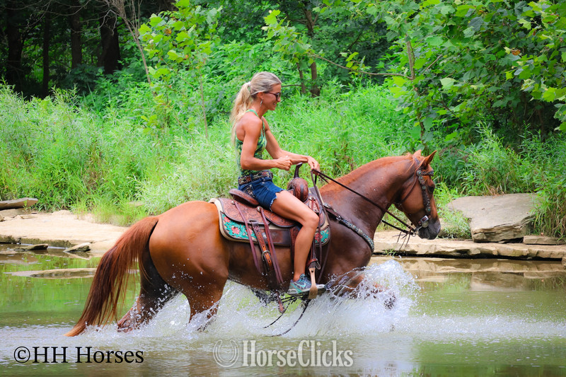 Kentucky "COLT .45" Sorrel Gelding Quarter Horse