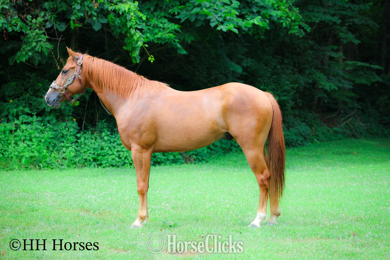 "COLT .45" Sorrel Gelding Quarter Horse - Quarter Horse