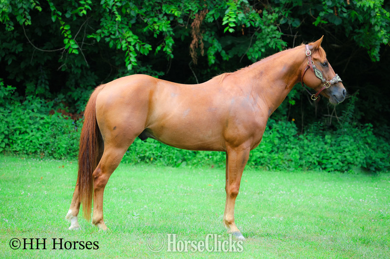 "COLT .45" Sorrel Gelding Quarter Horse Kentucky