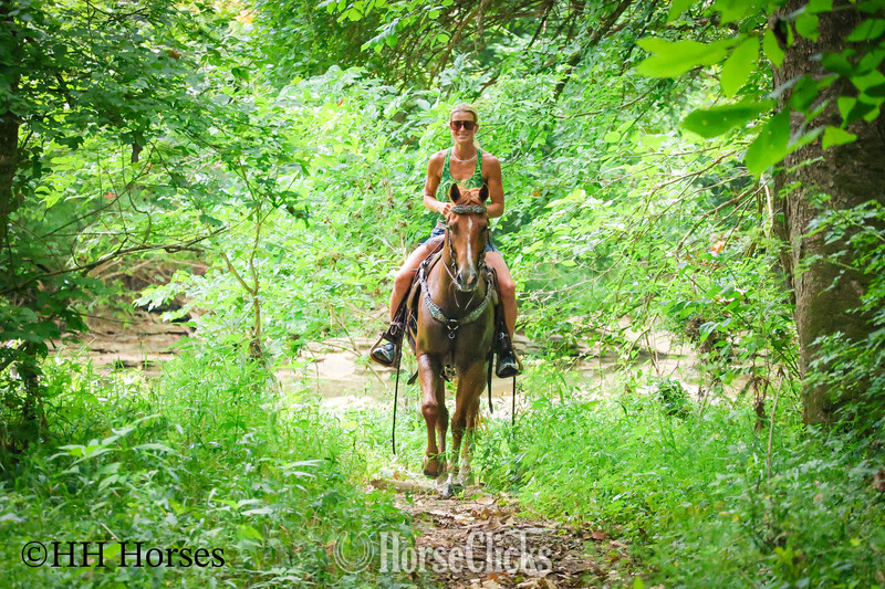 Quarter Horse - "COLT .45" Sorrel Gelding Quarter Horse