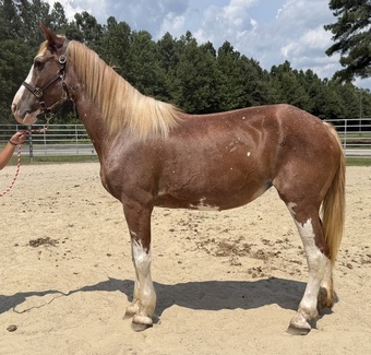 "Mare " Sorrel Mare Draft