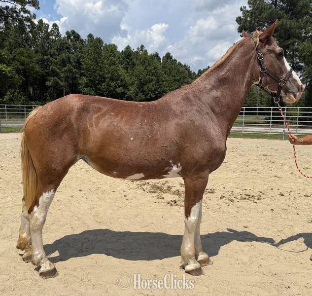 "Mare " Sorrel Mare Draft