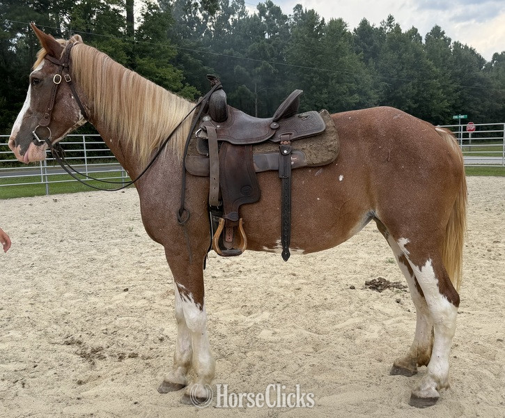 North Carolina "Mare " Sorrel Mare Draft