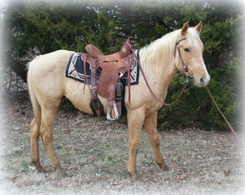 horses for sale in tennessee somerville