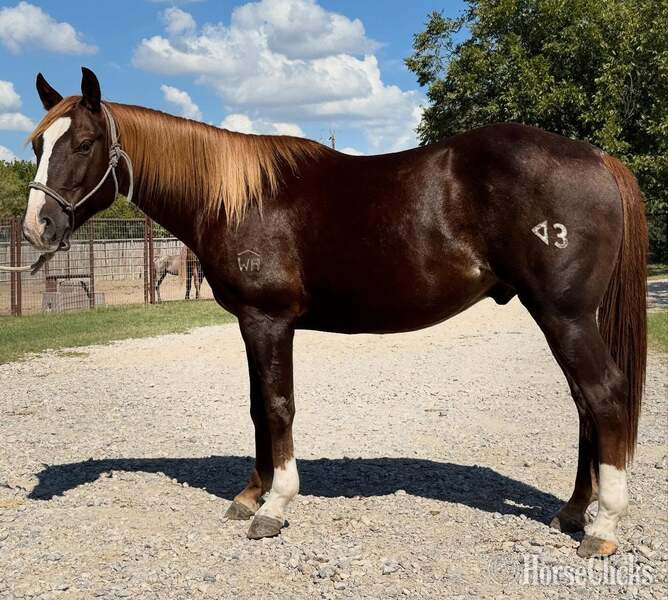 "Slick" Chestnut Gelding Quarter Horse in Texas