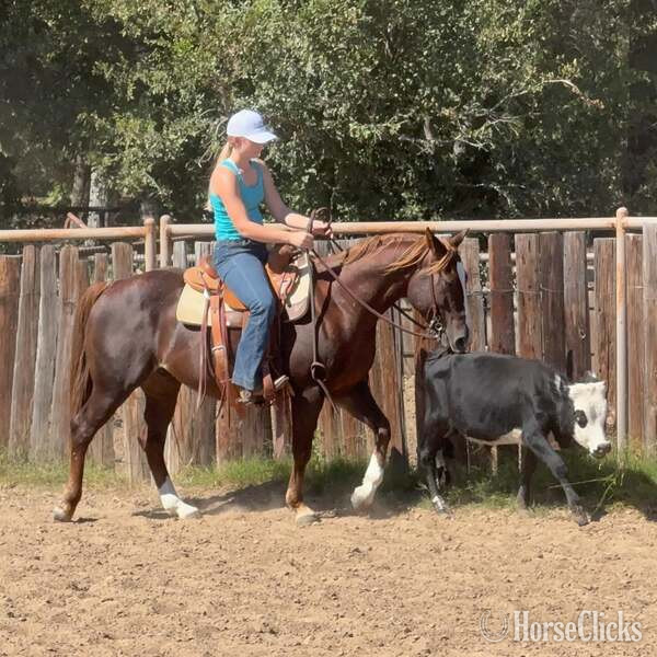"Slick" Chestnut Gelding Quarter Horse