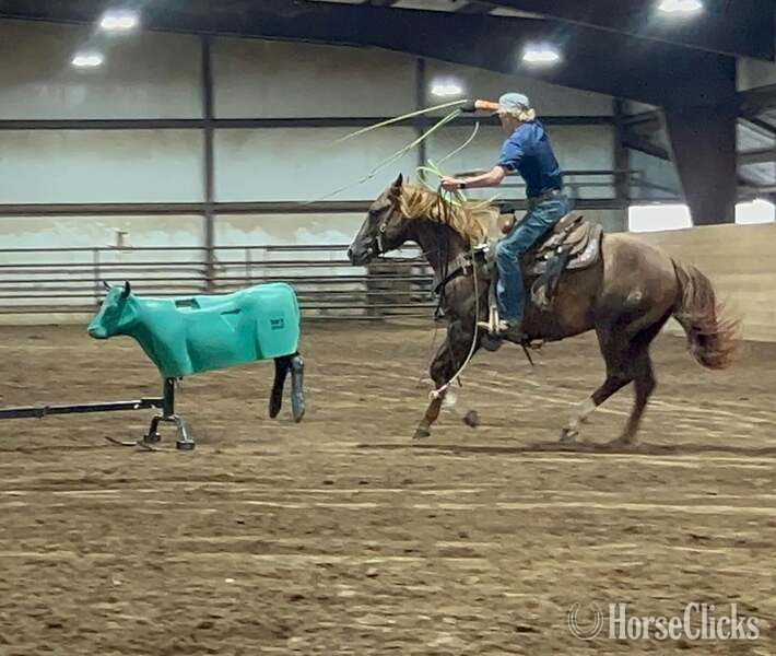 Texas "Slick" Chestnut Gelding Quarter Horse